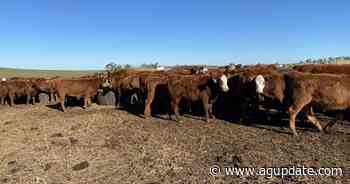 Red Angus are Angus: USDA allows breed to be sold under general 'Angus' label - AgUpdate