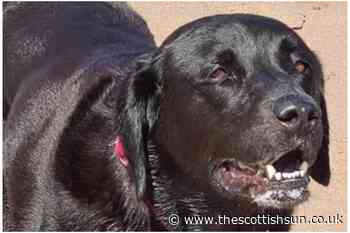 Angus man charged after Labrador dies in fatal dog attack... - The Scottish Sun