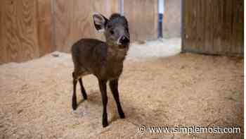 Columbus Zoo Names Tufted Deer Fawn Angus - Simplemost