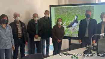 Die seltensten Einwohner von Bruckmühl: Elf Kiebitze sind hier daheim