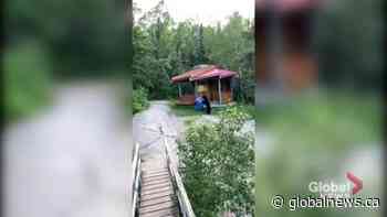 Black bear spotted near Pinawa’s suspension bridge - Global News
