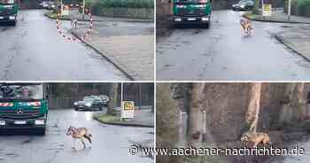 Sichtung an Forster Linde: Wieder ein Wolf in Aachen entdeckt - Aachener Nachrichten