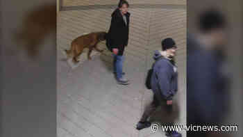 Construction site theft suspects turn themselves into Saanich police – Victoria News - Victoria News