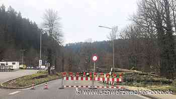 Baumfällung im März - Ist die Stadt Calw illegal unterwegs? - Schwarzwälder Bote