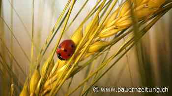Corona-bedingt schriftliche DV bei IP-Suisse - bauernzeitung.ch - BauernZeitung - Nachrichten aus der Schweizer Landwirtschaft