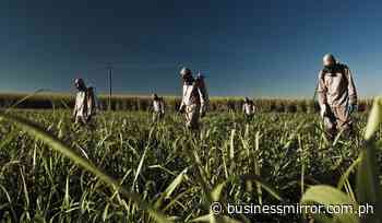 PHL may see lowest sugar output in a decade | Jasper Y. Arcalas - BusinessMirror