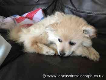 Lancashire woman who buried puppy alive handed tougher sentence after losing appeal