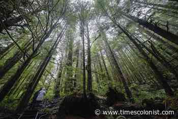 Letters March 11: B.C. isn't protecting its forest assets; more on the coming protests - Times Colonist