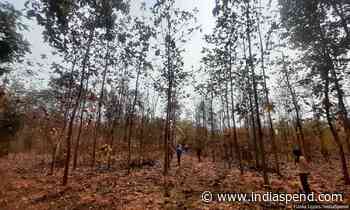 Defenders Of The Forest: How Forest Dwelling-Communities Of Gondia Are Regenerating Forests - IndiaSpend