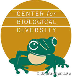 Report Card: North Carolina's Pisgah-Nantahala Forest Plan Flunks - Center for Biological Diversity