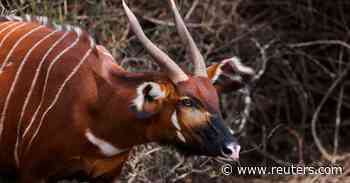 On brink of extinction, a new hope for Kenya's forest antelope - Reuters.com