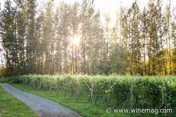 In Wine Country, Forest Bathing Could Be a Key to Terroir | Wine Enthusiast - Wine Enthusiast Magazine Online