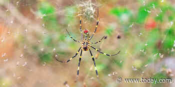 Parachuting spiders the size of your palm are making their way across the East Coast