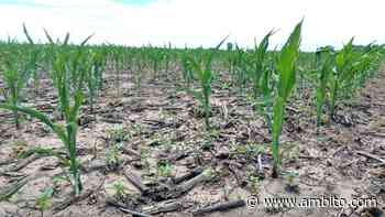 Declaran la emergencia agropecuaria en Buenos Aires y Formosa - ámbito.com
