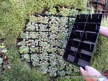 Growing Things: Vertical growing is a space saver
