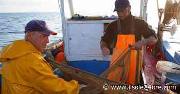 Dalla Ue 4 giorni di fermo pesca in più. In arrivo risorse per 518 milioni - Il Sole 24 ORE