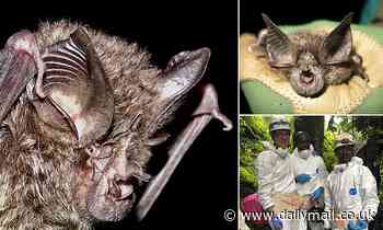 Critically endangered bat not seen in 40 YEARS and feared extinct is discovered in a cave in Rwanda