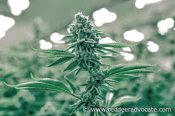 Lacombe County approves cannabis production facility – Red Deer Advocate - Red Deer Advocate