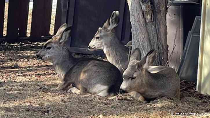West wind and melting weather for Calgary