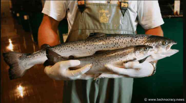 Genetically Modified Fish Being Challenged By FOIA Request