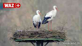 Naturschützer glauben an Rückkehr der Störche nach Witten - WAZ News