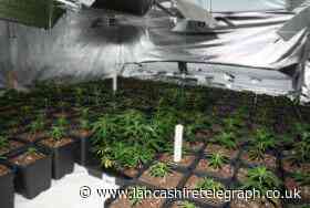 Burnley cannabis farm with 1000 plants ripped apart
