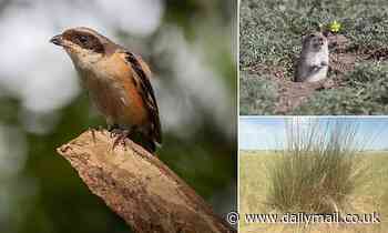 Voles cut grass to keep a look out for flying predators, study says