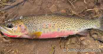 Preserving westslope cutthroat trout in Big Belt Mountains stream, lake proves difficult - Billings Gazette