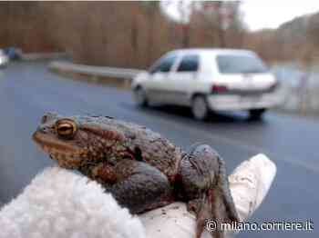 I rospi Bufo Bufo e la stagione degli amori: a Lecco partita l’operazione di salvataggio del Wwf - Corriere Milano