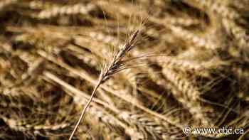 Rising wheat prices not a silver bullet for Alberta farmers
