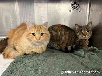91 cats surrendered from Massachusetts home, some available for adoption - Fall River Reporter