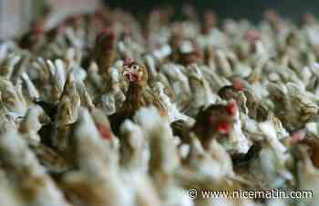 Grippe aviaire: la France doit encore abattre encore des millions d'animaux