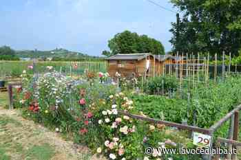 Riparte il concorso "Alba in fiore": entro fine maggio le iscrizioni - LaVoceDiAlba.it