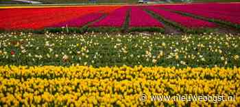 Brussel onderzoekt schimmelresistentie tegen azolen - NieuweOogst.nu