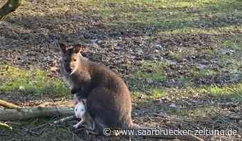 Zoo Neunkirchen: Känguru-Baby zeigt sich erstmals - und wirft Fragen auf - Saarbrücker Zeitung