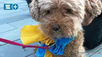 Sogar Meschedes „First Dog“ solidarisch in Ukraine-Farben - WP News