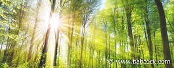 Energy Transition & Carbon Neutrality | Babcock & Wilcox - Babcock & Wilcox