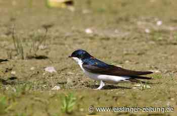 Frühjahrsputz in Ostfildern - Naturschutzbund pflegt Schwalbennester - esslinger-zeitung.de