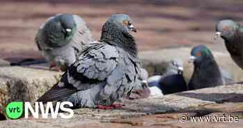 Duivenpopulatie in Mechelen daalt met 20 procent in 1 jaar tijd na anticonceptieplan - VRT NWS