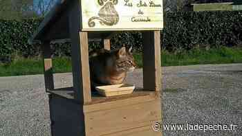 Une collecte pour Les Chats libres de Caussade - LaDepeche.fr