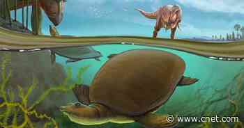 This Ancient Turtle Survived the Extinction Event That Killed T. Rex     - CNET