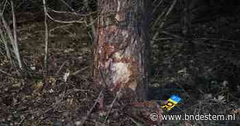 Twee gewonden bij botsing tegen boom in Dorst - BN DeStem