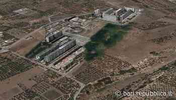 Bari, un bosco urbano a Loseto: via alla gara per la realizzazione. Decaro: "In città centinaia di nuovi albe… - La Repubblica