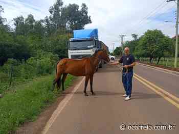 Equipe do Cempra recolhe cavalo na Volta da Charqueada - Cachoeira do Sul e Região em tempo real - Portal OCorreio