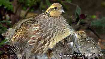 Für den Naturschutz: Ameranger Ausgleichsflächen werden deutlich teurer