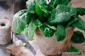 Spinacio Merlo Nero: crudo o bollito, cambia la semina - Prima Vercelli