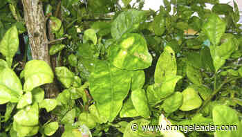 MASTER GARDENER TIPS: Citrus and recognizing greening, canker disease - Orange Leader - Orange Leader