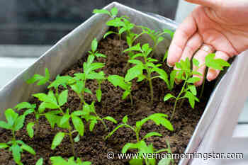 Seeds of spring: planting tips from a gardener's diary – Vernon Morning Star - Vernon Morning Star