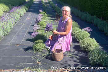 SOOKE GARDEN CLUB: Cultivating lavender is a gardener's dream – Sooke News Mirror - Sooke News Mirror