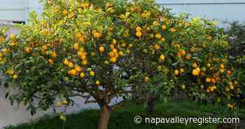 Master Gardeners of Napa County: All about Meyer lemons - Napa Valley Register
